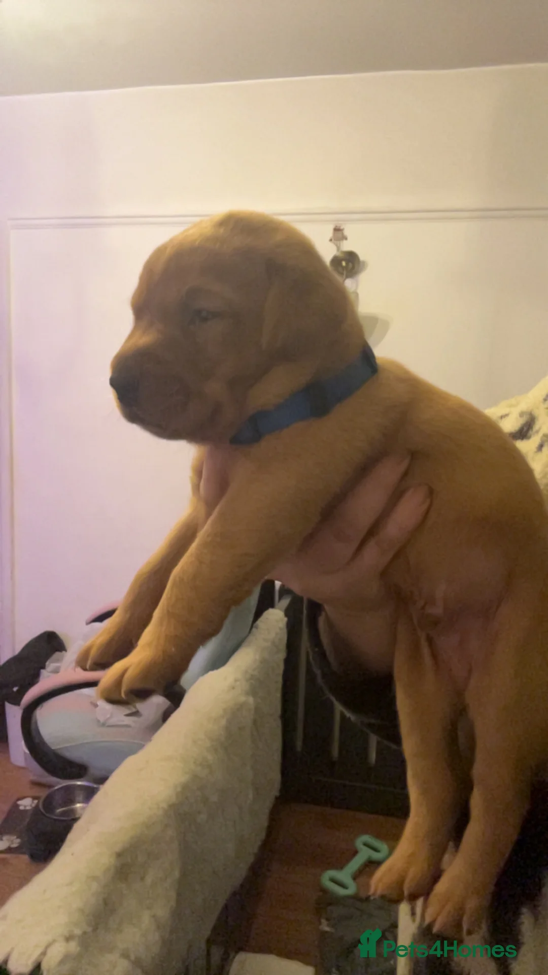 Labrador Retriever dogs for sale: Fox red lab pups for sale  - Advert 17