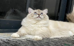 Ragdoll cats for sale: Blue Lynx TICA boy  - Image 3
