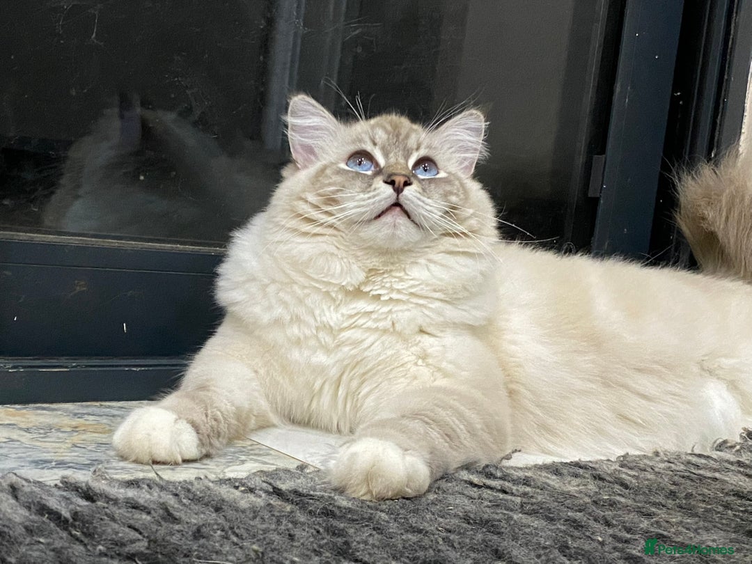 Ragdoll cats for sale: Blue Lynx TICA boy  - Image 3