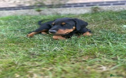 Dobermann dogs for sale: Proper Chunky Euro doberman pups 💕 - Image 22
