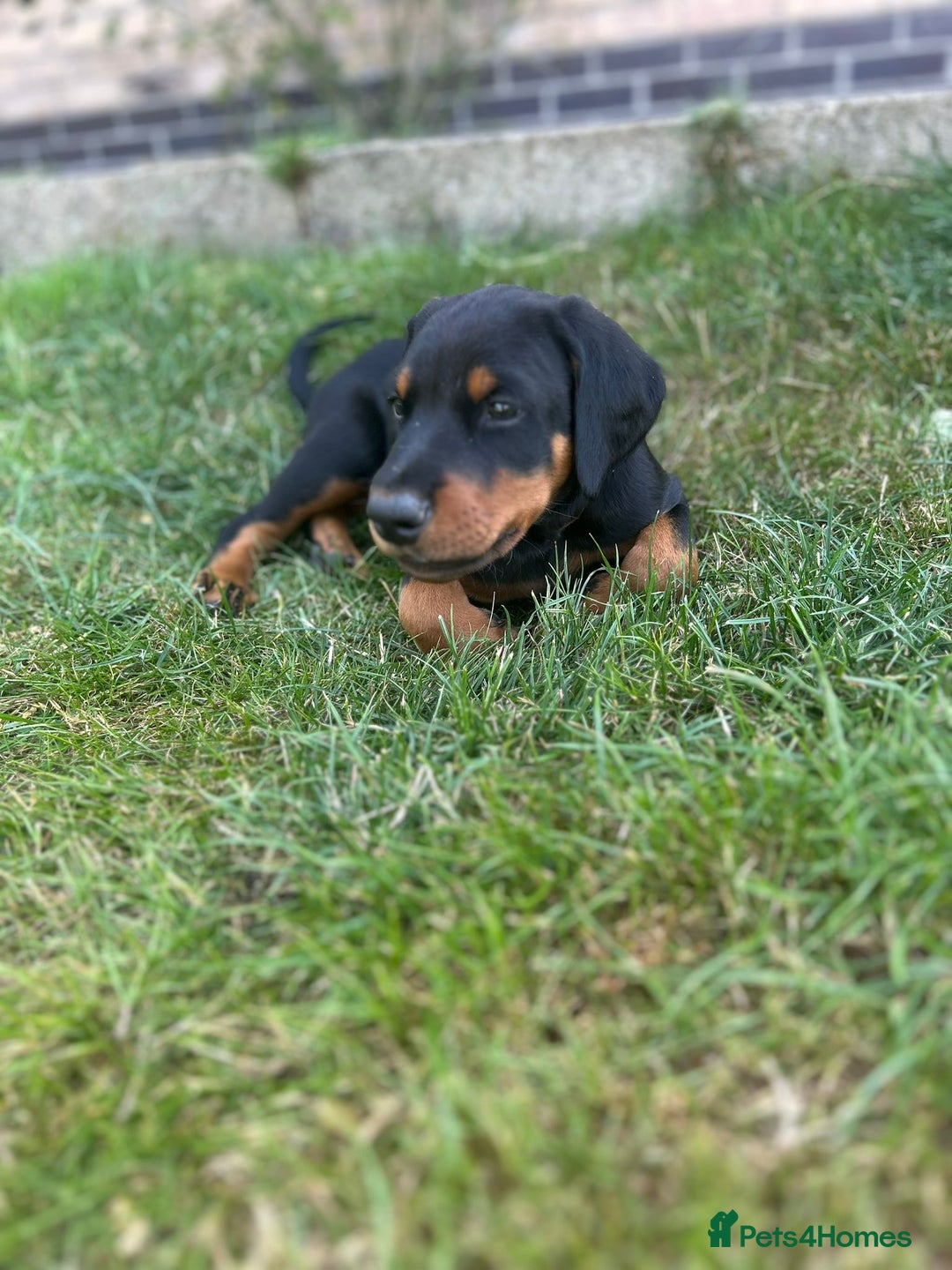 Dobermann dogs for sale: Proper Chunky Euro doberman pups 💕 - Image 22