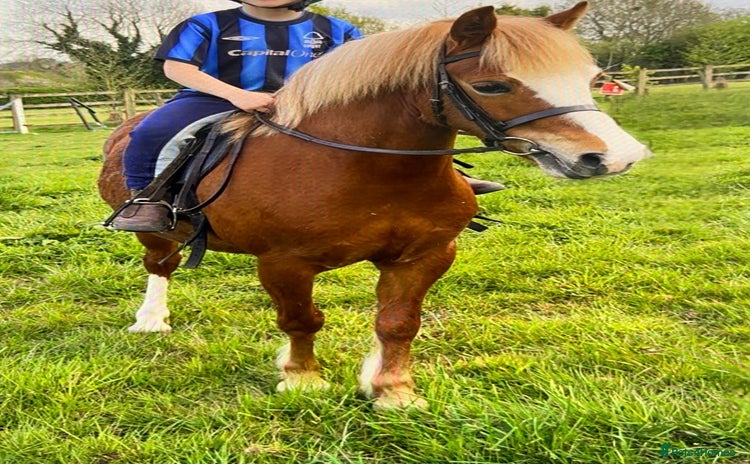 Welsh Section A horses - Advert 1