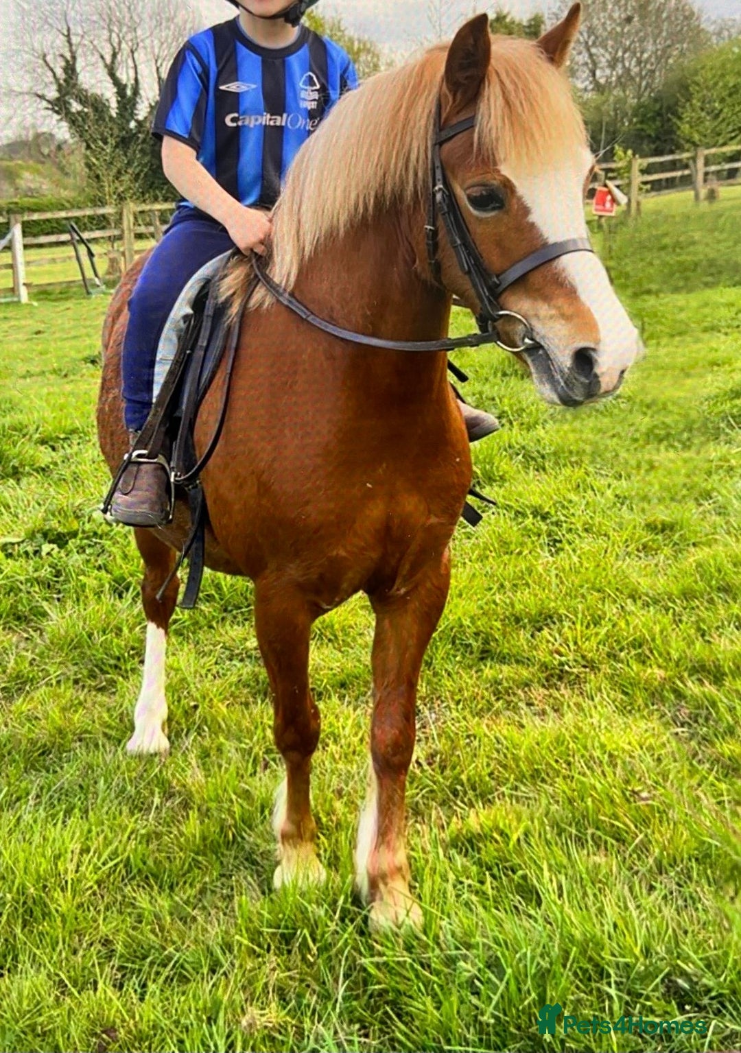 Welsh Section A horses for sale: Welsh section a mare  - Image 1