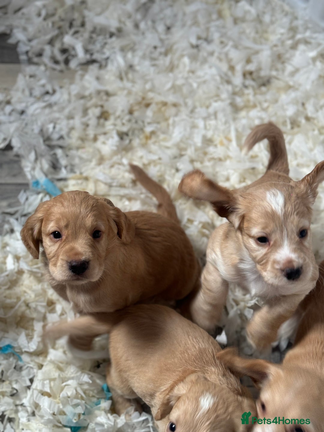 Cocker Spaniel dogs for sale: **2 Left ** KC Registered Cocker Spaniel Puppies in Aberdeen - Image 5