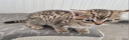 Mixed Breed cats for sale: 2 beautiful female bengal mix kittens  - Advert 2