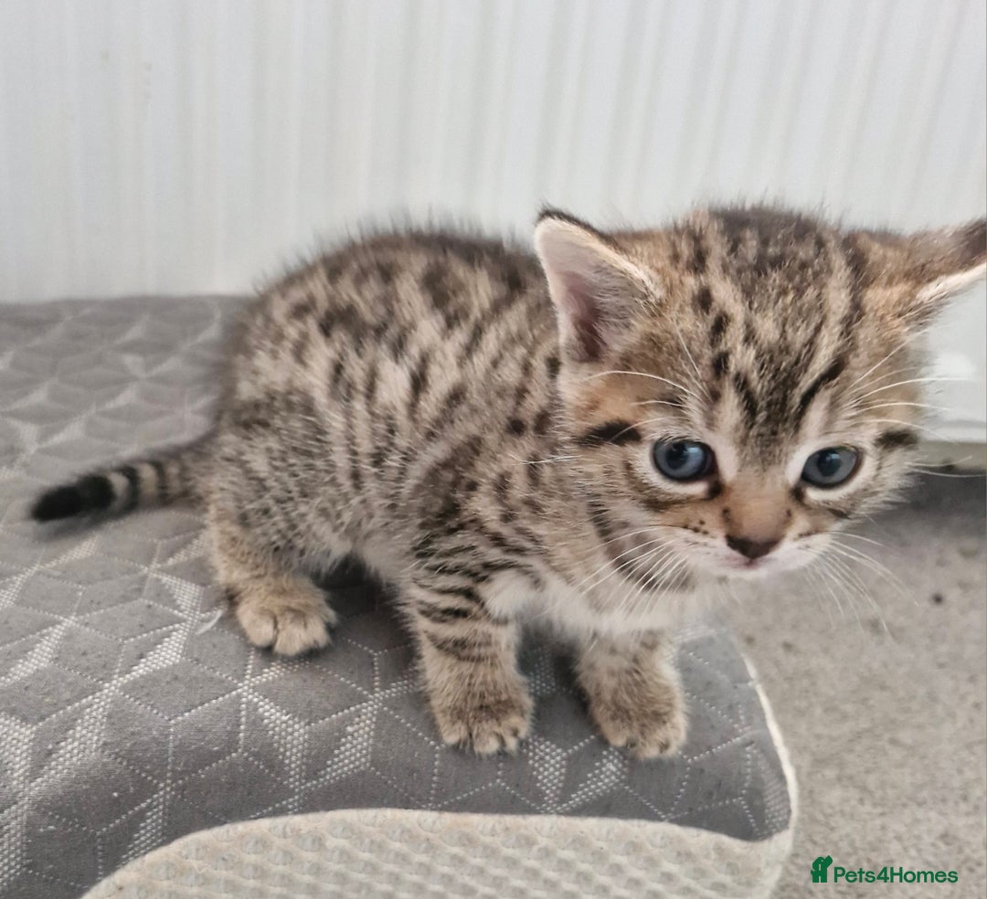 Mixed Breed cats for sale: 2 beautiful female bengal mix kittens  - Advert 2