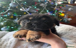 Old Tyme Bulldog dogs for sale: English bulldogs puppies  - Image 9