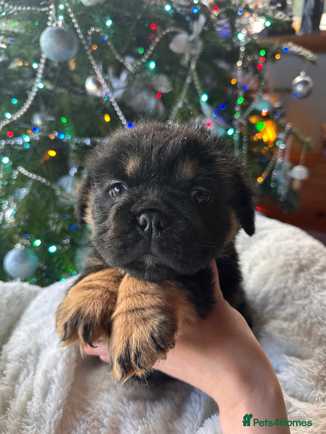 Old Tyme Bulldog dogs for sale: English bulldogs puppies  - Image 9