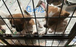 Jack Russell dogs for sale: 2 Beautiful purebred female Jack Russell  puppies - Image 7