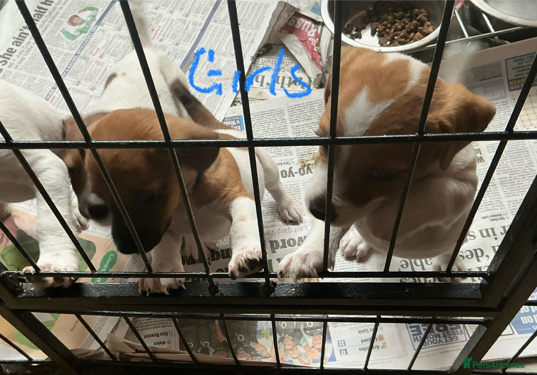 Jack Russell dogs for sale: 2 Beautiful purebred female Jack Russell  puppies - Image 7
