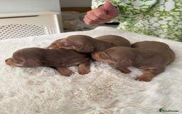 Miniature Dachshund dogs for sale: BEAUTIFUL MINIATURE DACHSHUND DAPPLE FEMALE K.C - Image 9