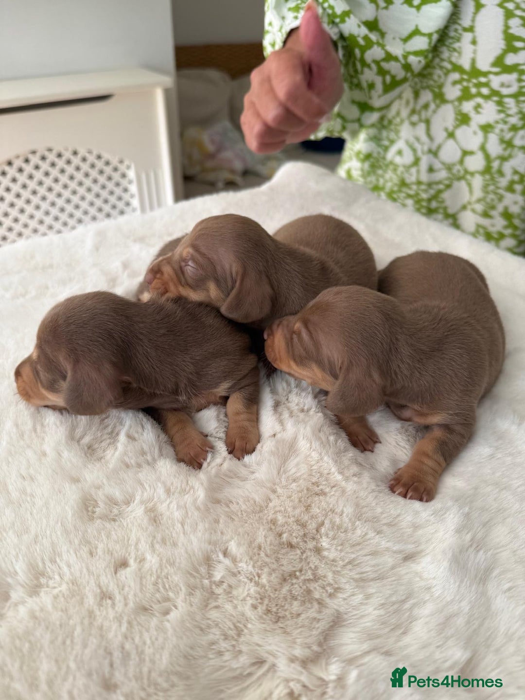 Miniature Dachshund dogs for sale: BEAUTIFUL MINIATURE DACHSHUND DAPPLE FEMALE K.C - Image 9