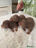 Miniature Dachshund dogs - Advert 2