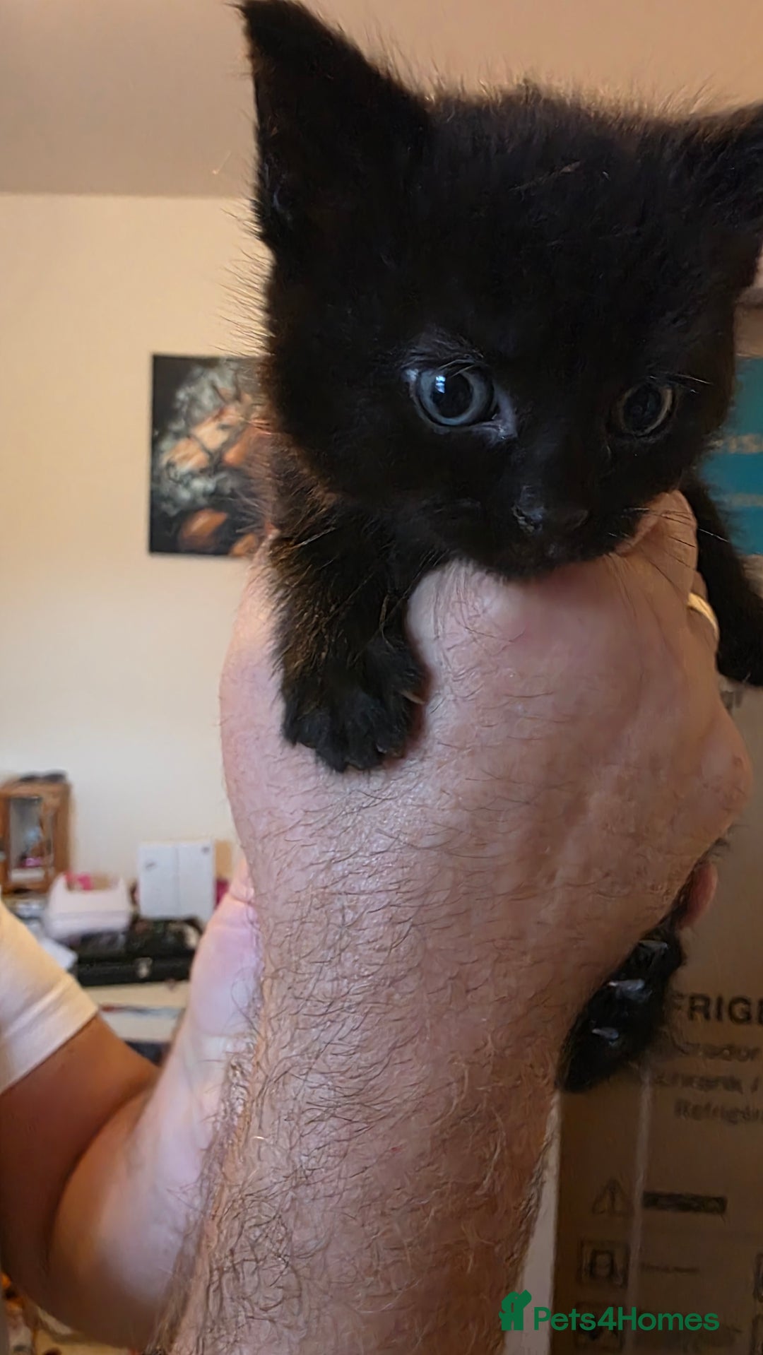 Domestic Shorthair cats for sale: Kittens for sale  - Image 7