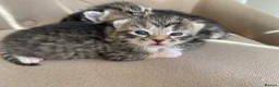 Persian cats for sale: Adorable Kittens for Sale - Advert 12