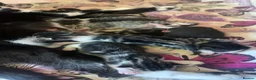 Mixed Breed cats for sale: Kitttens  - Advert 3