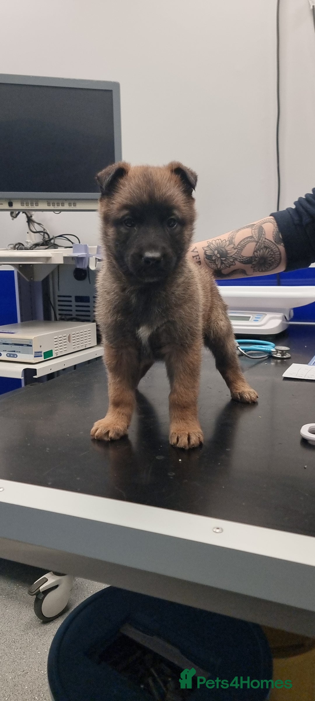 German Shepherd dogs for sale: German Shepherd Puppies - Advert 4