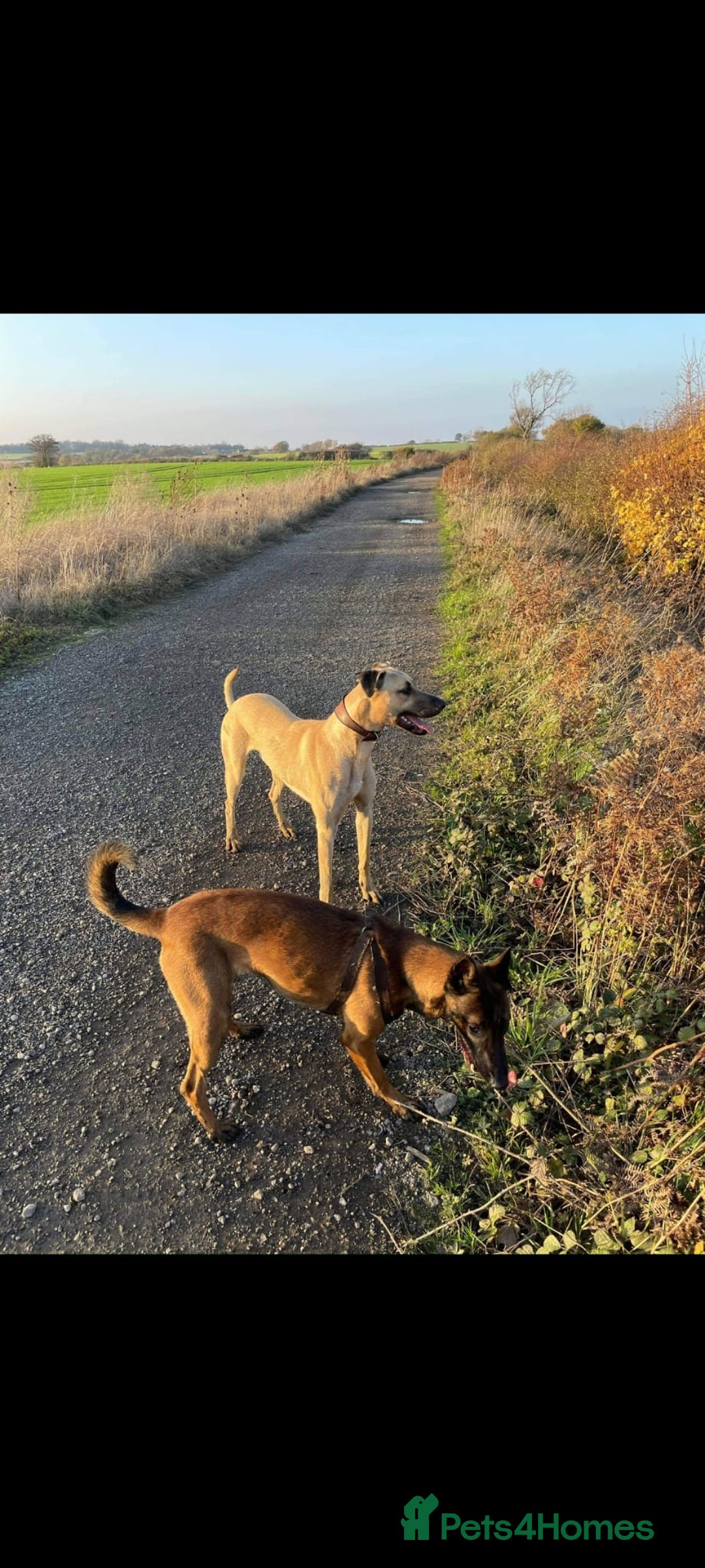 Belgian Shepherd Dog dogs for sale: Belgium malli  - Advert 3