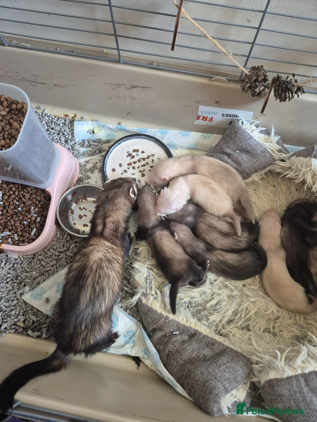 Ferret rodents for sale: Good morning - Advert 3
