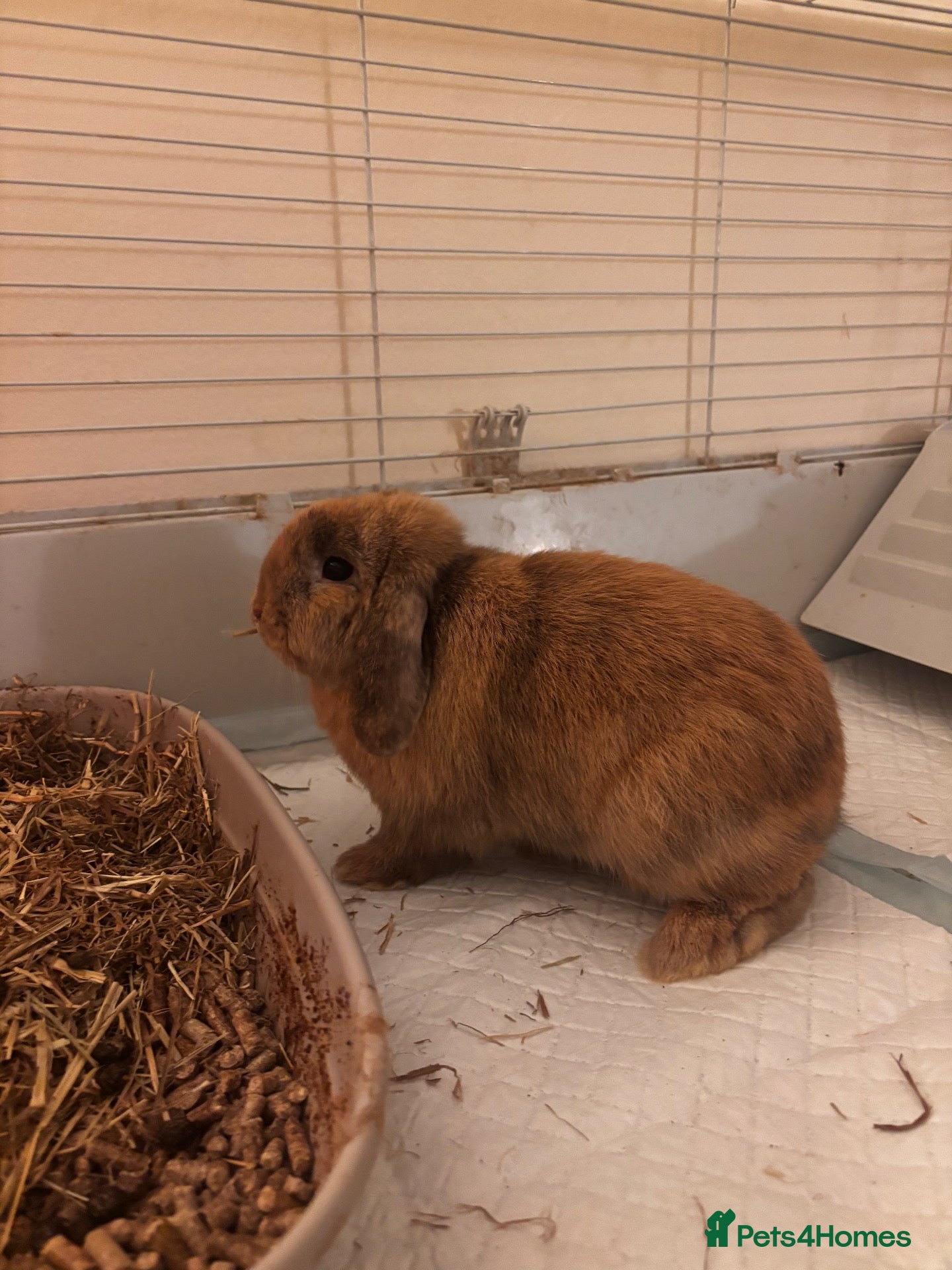 Mini Lop rabbits Male and female mini lop - Advert 4