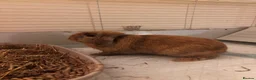 Mini Lop rabbits for sale: Male and female mini lop - Advert 1