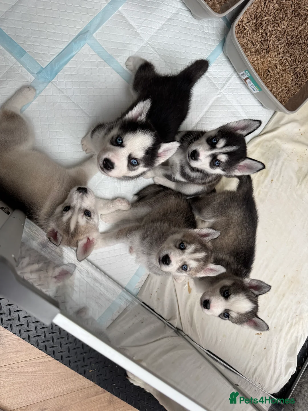 Siberian Husky dogs for sale: 1 KC REG SIBERIAN PUP LEFT (BOY)READY NOW - Advert 9