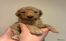 Standard Poodle dogs for sale: Beautiful KC Registered Standard Poodle Puppies - Image 14