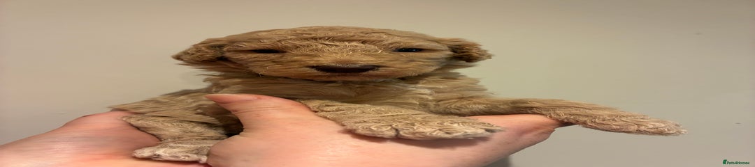 Standard Poodle Puppy 4