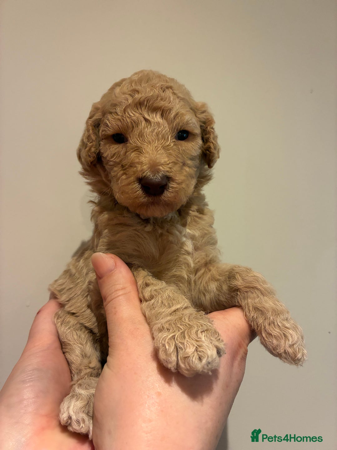 Standard Poodle dogs for sale: Beautiful KC Registered Standard Poodle Puppies - Image 14