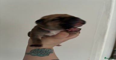 Mixed Breed dogs - Advert 10