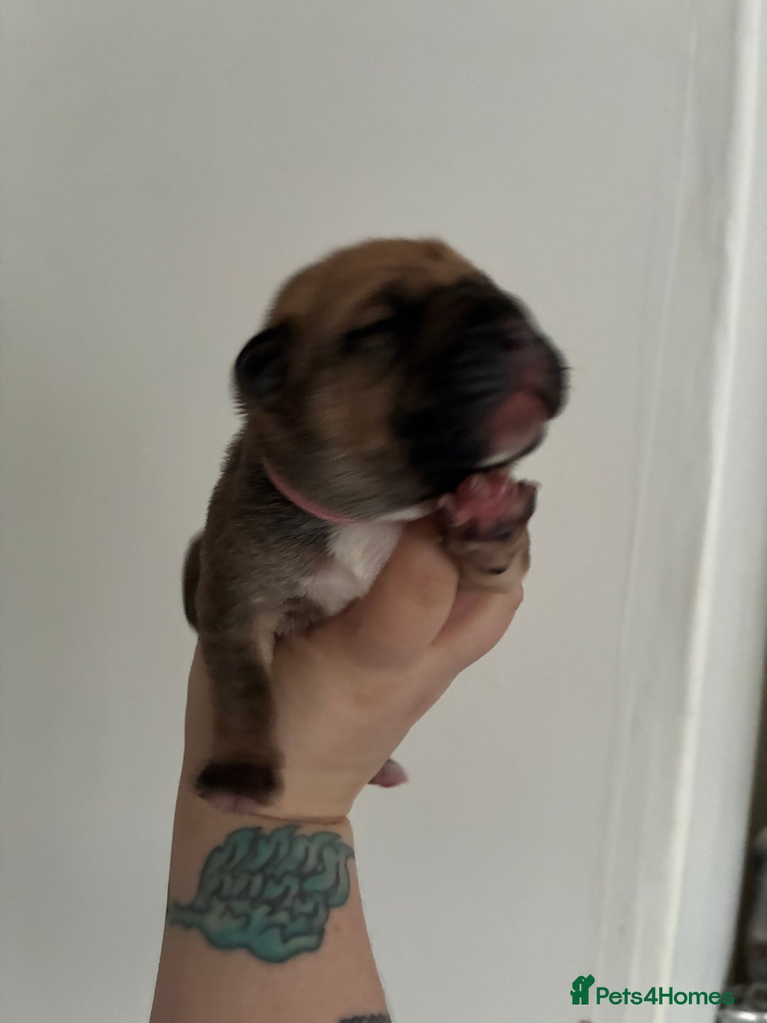 Mixed Breed dogs for sale: Puppies for sale - Image 3