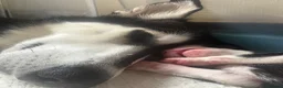 Siberian Husky dogs for sale: Adorable Siberian huskies  in Saint Helens - Advert 29
