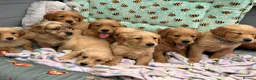 Golden Retriever dogs for sale: PERFECT LITTER KC REG HEALTH TESTED GOLDENS - Advert 9