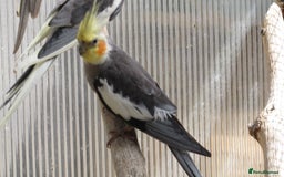 Cockatiels birds for sale: Cockatiels male & female aviary bred - Image 3