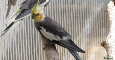 Cockatiels birds - Advert 10