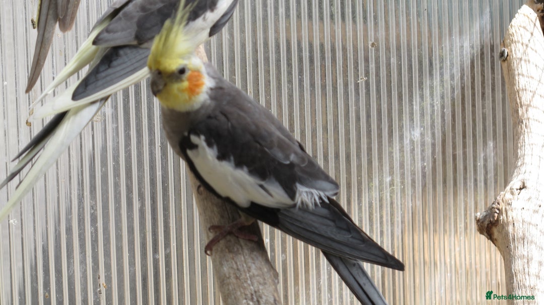Cockatiels birds for sale: Cockatiels male & female aviary bred - Image 3