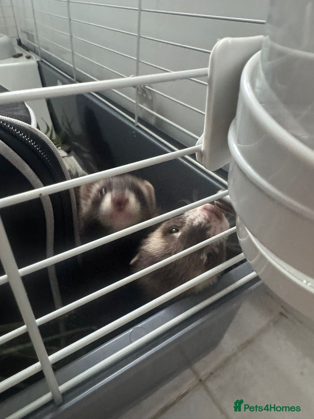Ferret rodents for sale: ferret jills for sale - Image 6