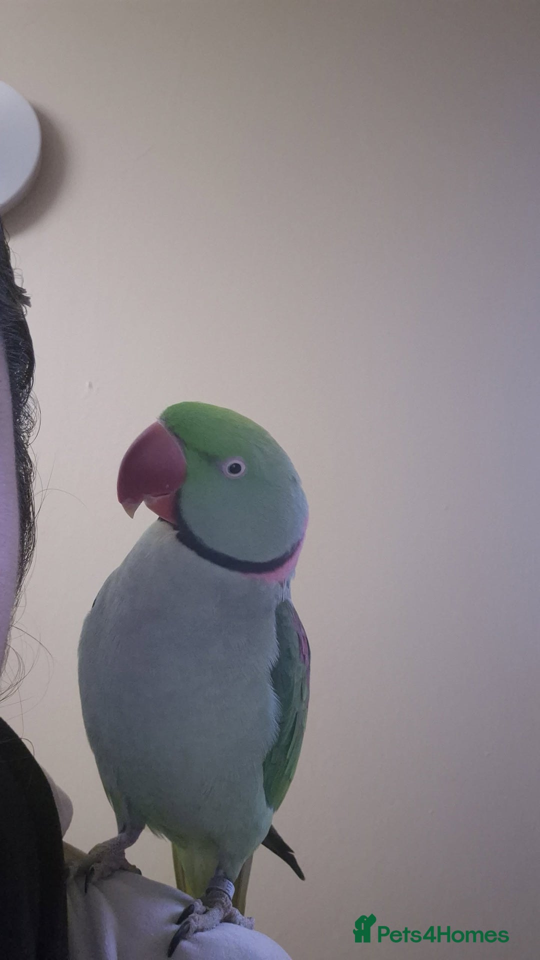 Parrots birds for sale: Male alexander parrot for sale - Advert 5