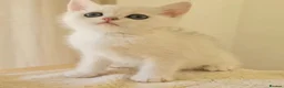 British Shorthair cats for sale: BRITISH SHORTHAIR KITTEN BLUE EYES  - Advert 29