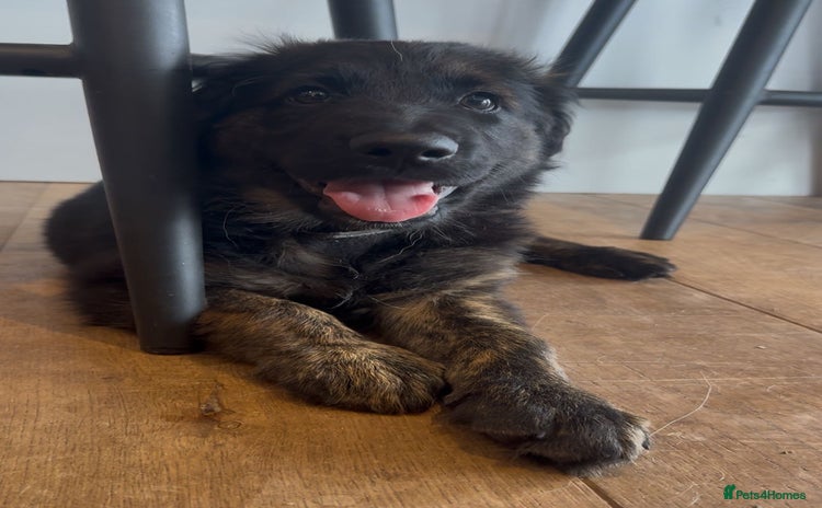 Mixed Breed dogs - Advert 14