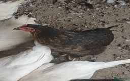 Chickens poultry for sale: Chickens for sale  - Image 3