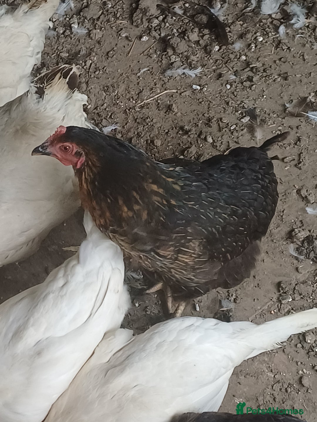 Chickens poultry for sale: Chickens for sale  - Image 3