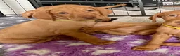 Hungarian Vizsla dogs for sale: Hungarian vizsla puppies 3 boys Ready now  - Advert 9