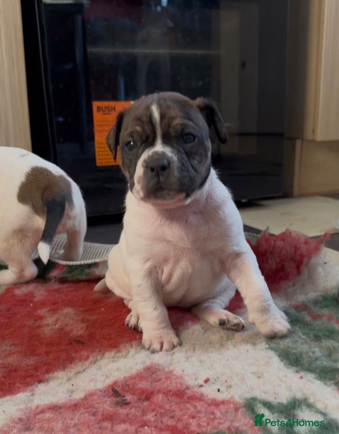 Alapaha Blue Blood Bulldog dogs for sale: TOP QUALITY PURE ALAPAHA BULLDOGS - Advert 26