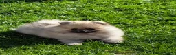 Pomeranian dogs for sale: Beautiful sable girl  - Advert 9
