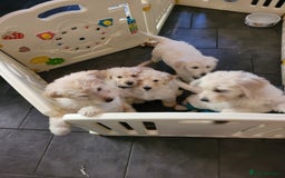Goldendoodle dogs for sale: Goldendoodle puppies, F1 - Image 6