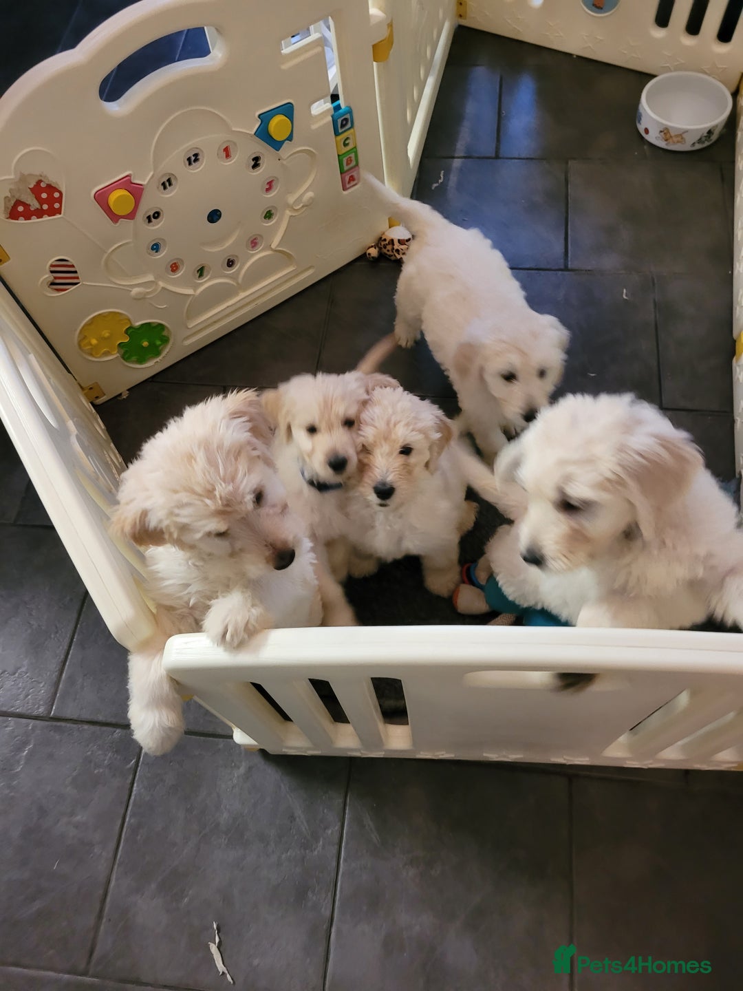 Goldendoodle dogs for sale: Goldendoodle puppies, F1 - Image 6
