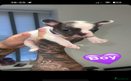 French Bulldog dogs for sale: French bulldogs  - Image 10