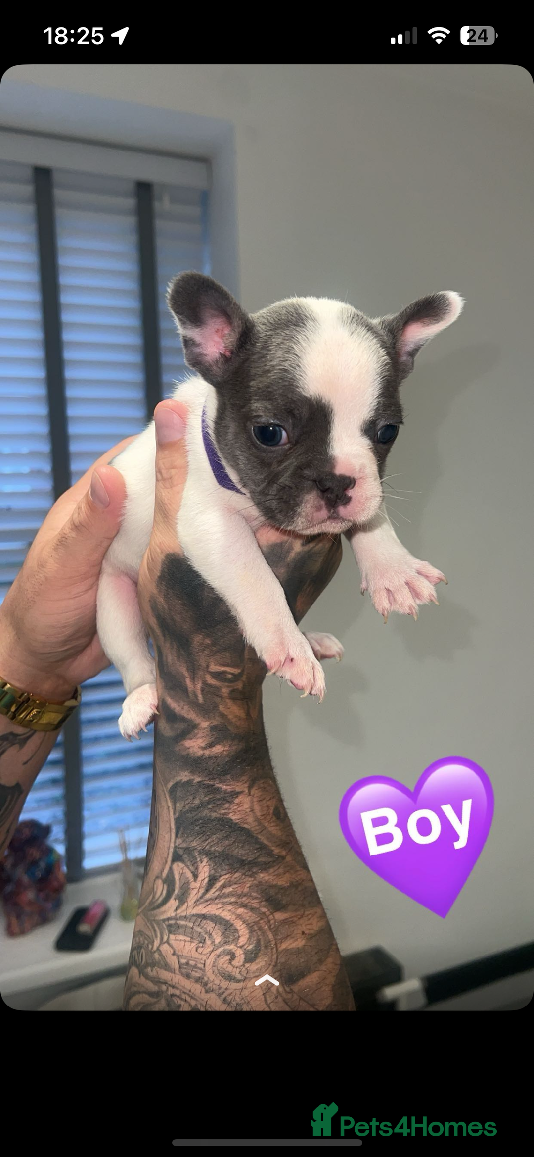 French Bulldog dogs for sale: French bulldogs  - Image 10