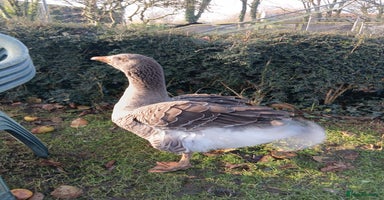 Geese poultry Exhibition Dewlap Toulouse gander  - Advert 3